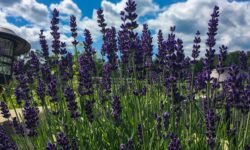 2020 Lavender Farm Experiences