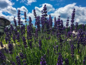 Lavender at The Farm at SummitWynds