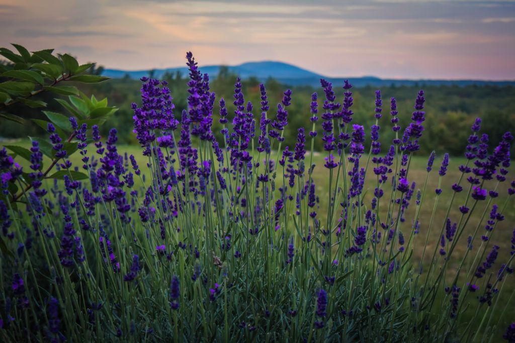 Lavender - The Farm at SummitWynds