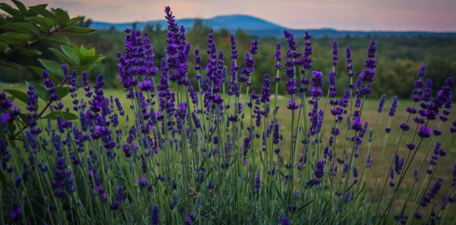Couples Only Lavender Farm Experience