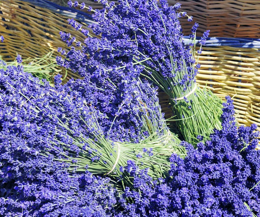 upick lavender