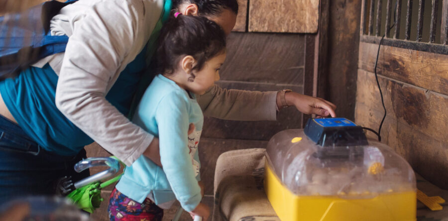 Eggs, Chicks, Chickens