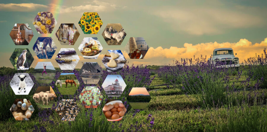 Virtual Farm Experience