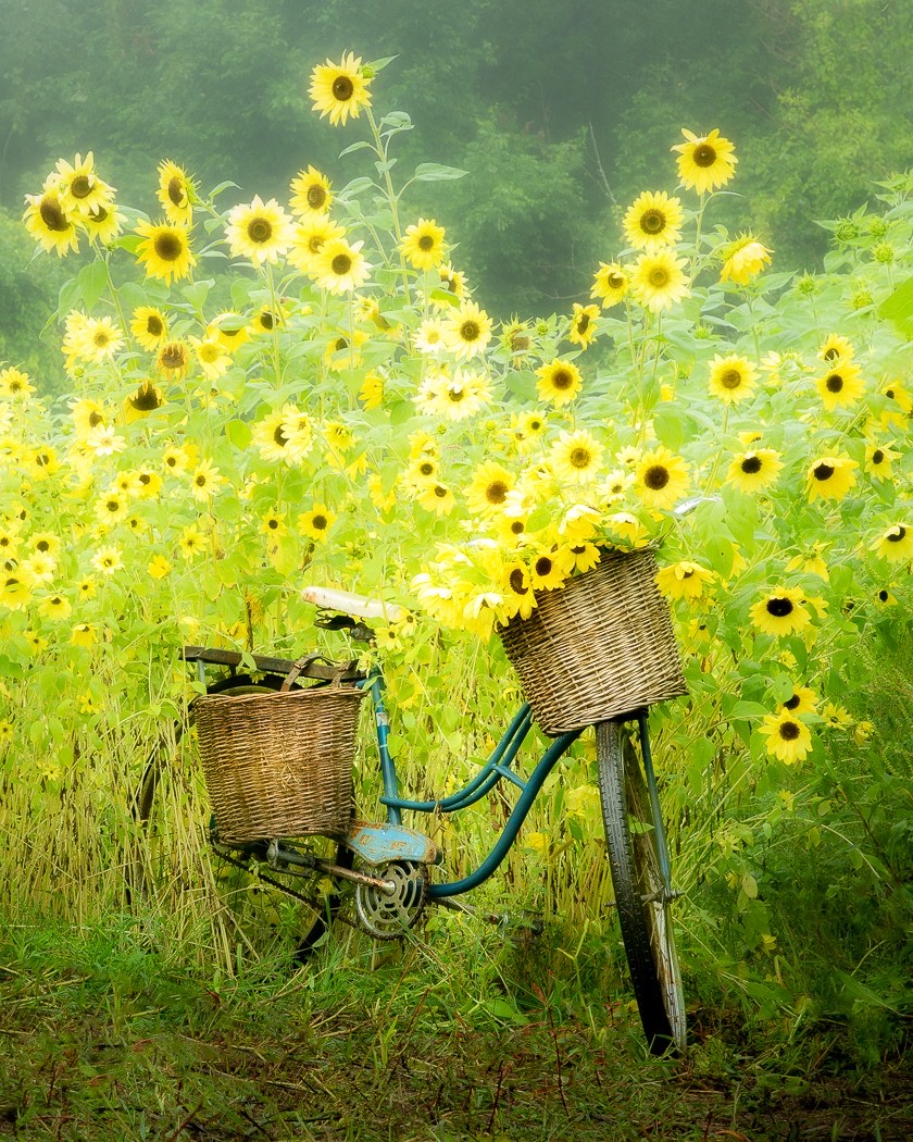 Unique Sunflower Areas Now Available for Photo Shoots