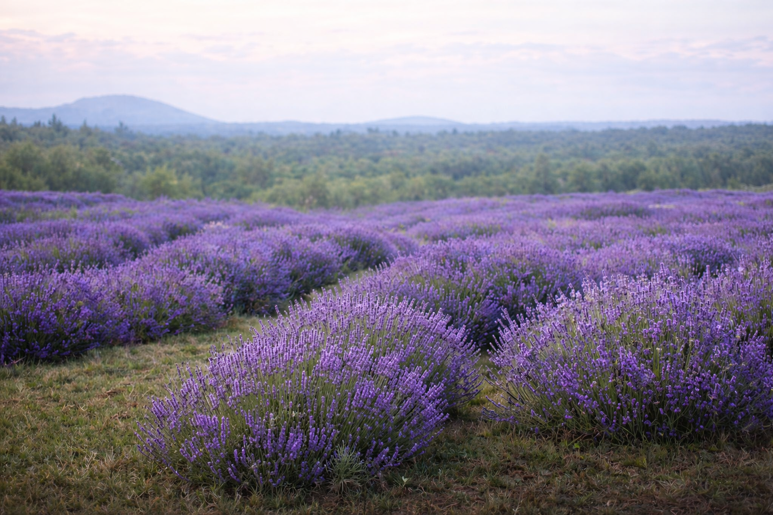 Lavender Field