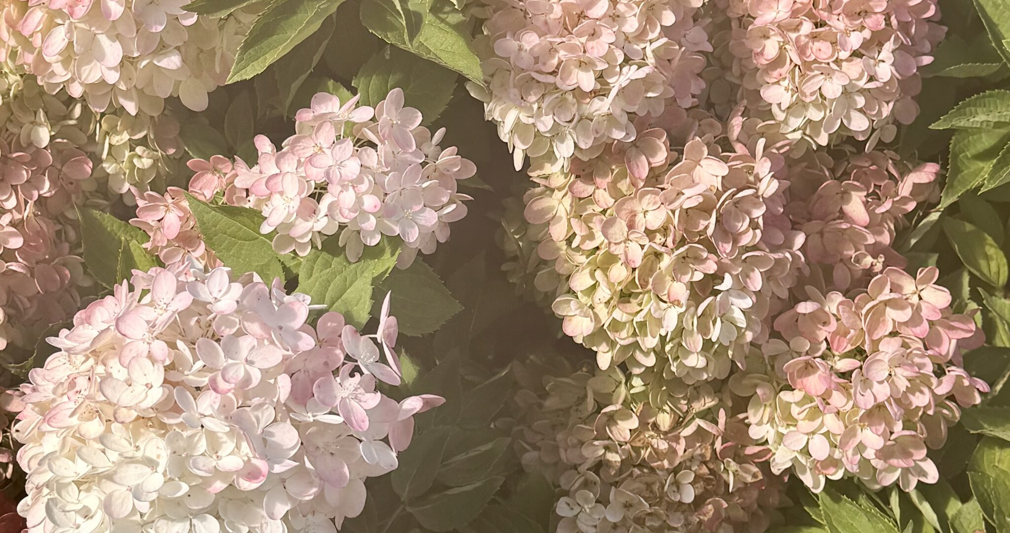 Hydrangeas